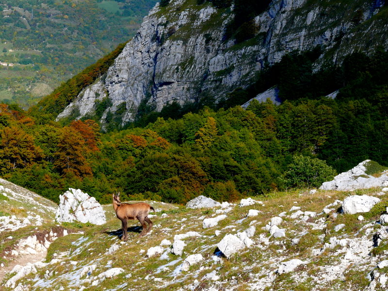 Camoscio d''Abruzzo Rupicapra pyrenaica ornata